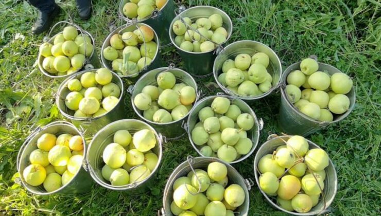 Bursa’da Hasat Edilen Armutların 3 Tanesi 1,5 Kilo