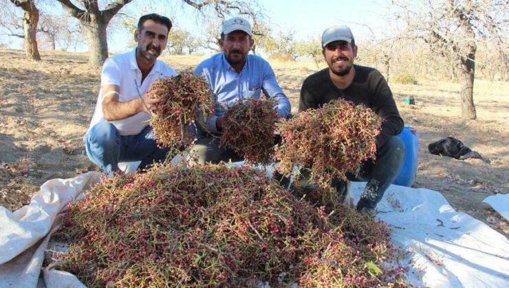 Fiyatı Altınla Yarışıyor, Hasadına Başlandı