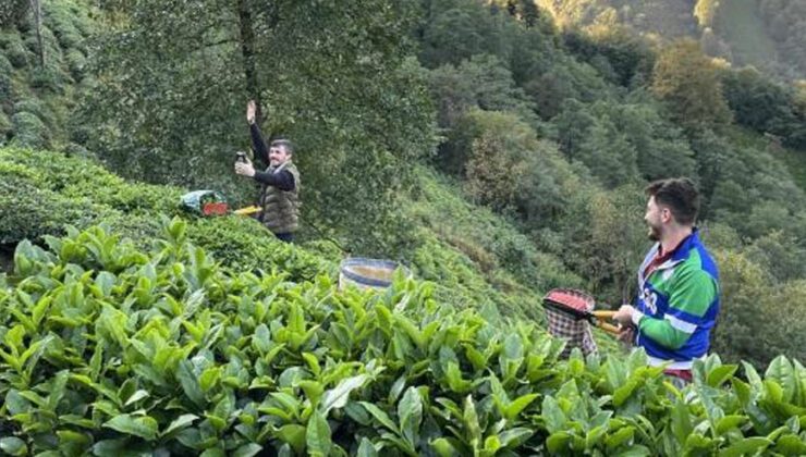 Çaykur, Tarihinin En Yüksek Yaş Çay Alımını Gerçekleştirdi