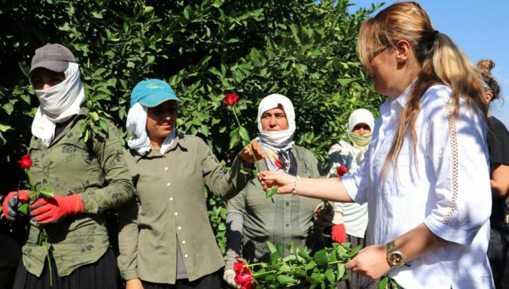 Tarlada Çalışırken Gül Alan Kadınlar Şaşırdı!