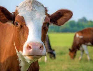 yem pahalı süt ucuz yetiştirici tek çareyi inekleri kestirmekte buluyor!