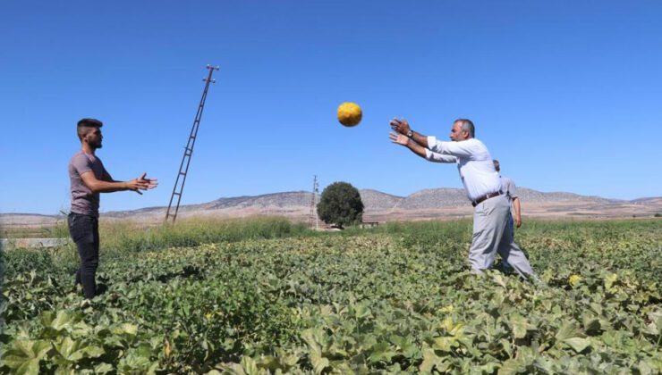 Araban’da Ikinci Üründe Yüksek Rekolte Sevinci