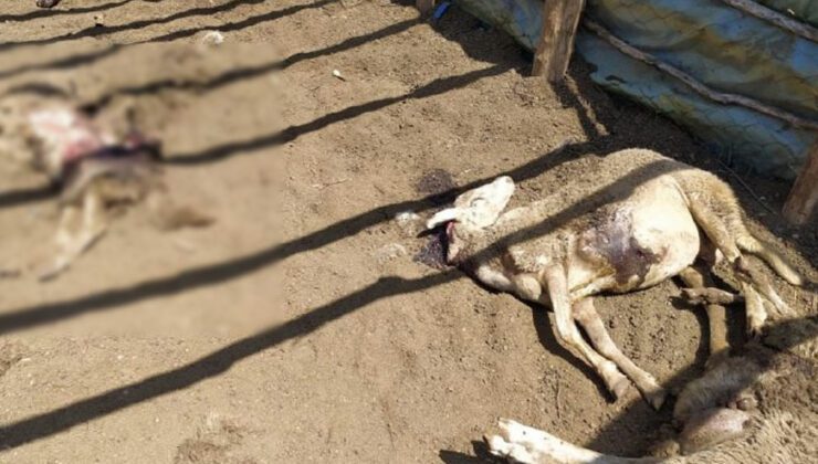 Koyunlarını yemlemek için girdiği ağıldaki manzara ile şoka girdi