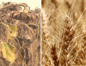 Kırklareli’nde Buğdayda Verim Arttı, Ayçiçeğini Kuraklık Vurdu