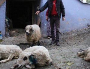 aç kalan sokak köpekleri, koyun sürüsüne saldırdı