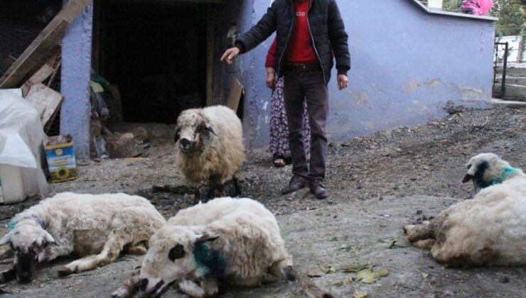 Aç Kalan Sokak Köpekleri, Koyun Sürüsüne Saldırdı
