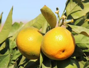 Meşhur Satsuma Mandalinada ‘Yok Yılı’