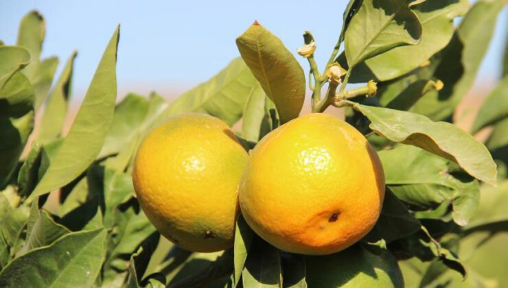 Meşhur Satsuma Mandalinada ‘Yok Yılı’