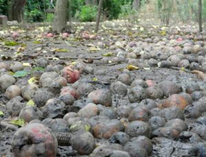 binlerce ton meyve çürümeye terk edildi
