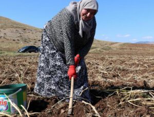 Onlarca Kişi Tarlaya Akın Etti, Toprağın Altından Elleri Ile Tek Tek Çıkartıyorlar