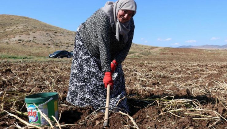 Onlarca Kişi Tarlaya Akın Etti, Toprağın Altından Elleri Ile Tek Tek Çıkartıyorlar