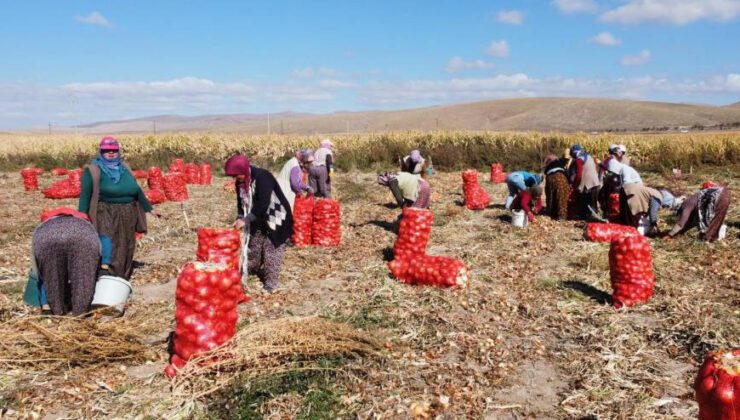 Soğan Alım Fiyatı Üreticiyi Mutlu Etmedi