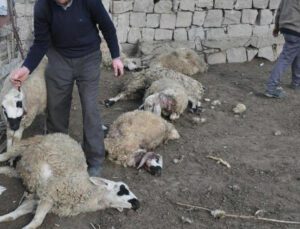 ağıla giren kurtlar 13 koyunu telef etti