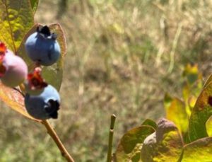 Yaban Mersini Üreticisine 735 Bin Tl Hibe Desteği