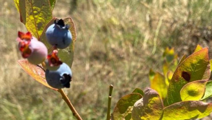 Yaban Mersini Üreticisine 735 Bin Tl Hibe Desteği