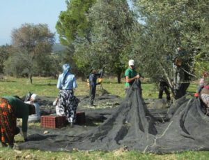 Balıkesir’De Zeytin Hasadı Binlerce Vatandaşa Ekmek Kapısı Oldu