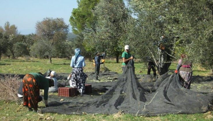 Balıkesir’De Zeytin Hasadı Binlerce Vatandaşa Ekmek Kapısı Oldu