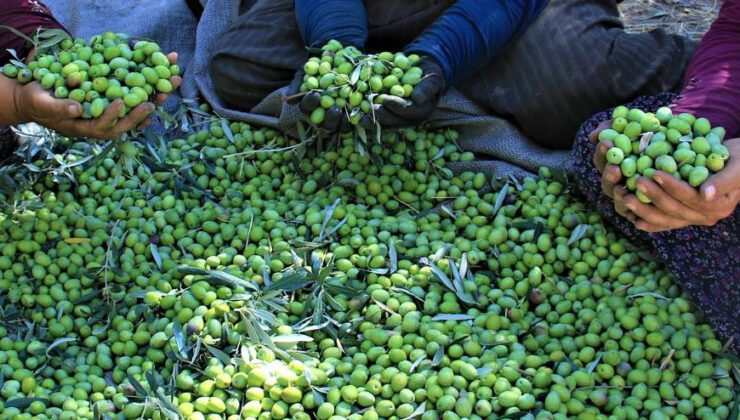 Kuraklık Zeytinde Rekolteyi Düşürdü, Kaliteyi Etkilemedi