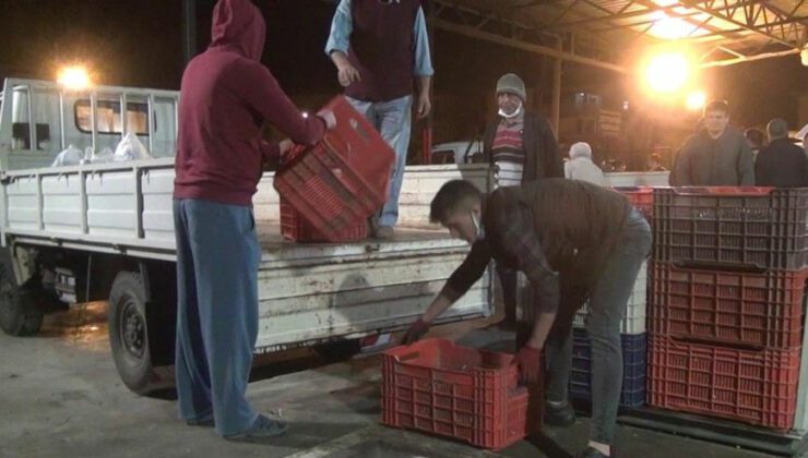 Sezonun Ilk Zeytin Sıkımında Fabrika Önlerinde Uzun Kuyruklar Oluştu