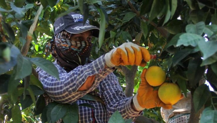 Narenciyede Rekolte Yüksek, Ekonomik Karşılığı Düşük