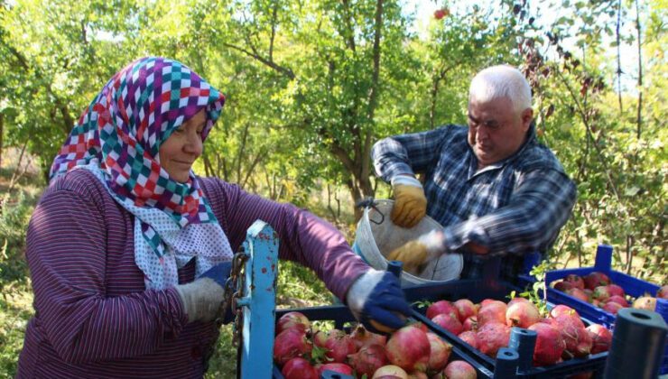 Çiçeğinden Kabuğuna, Çekirdeğinden Suyuna Kadar Her Şeyi Değerlendiriyorlar