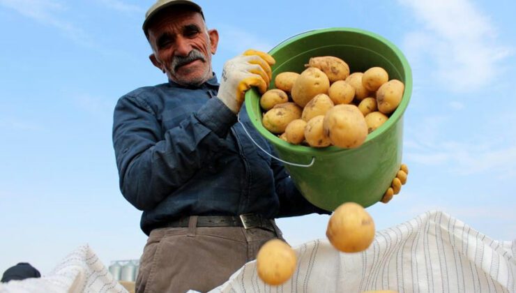 Hasatta Son Günler, Tarlada 2 Markette 5 Lira