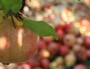 Gören Şaşırıyor, Bu Narların Tanesi 1,5 Kilo