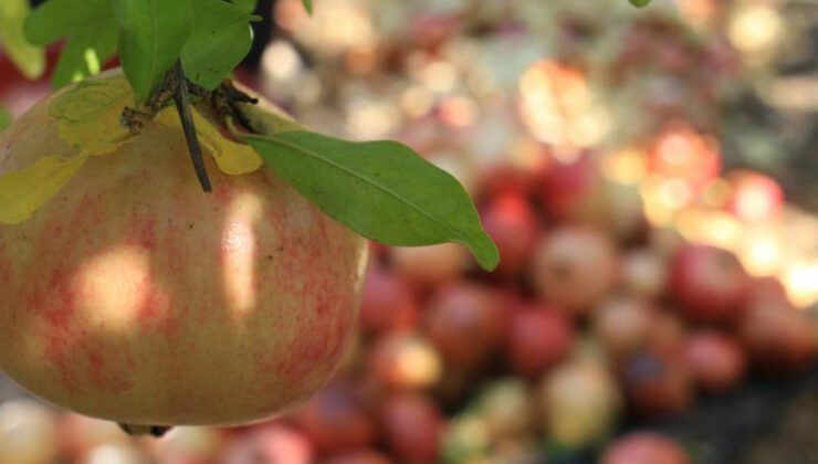 Gören Şaşırıyor, Bu Narların Tanesi 1,5 Kilo