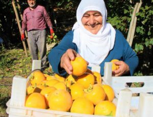 Elma Diyarı Amasya’nın ‘Yeni Sarı Altını’ Cennet Hurması