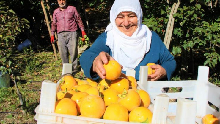 Elma Diyarı Amasya’nın ‘Yeni Sarı Altını’ Cennet Hurması