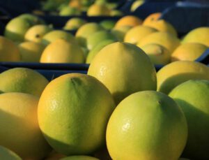 mersin’den 60 ülkeye limon ihracatı