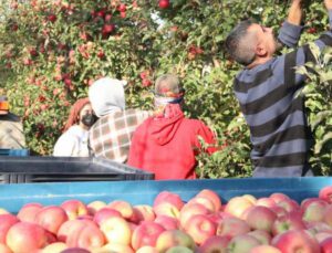 Türkiye’nin En Büyük Elma Bahçesinde Son Hasat Yapıldı