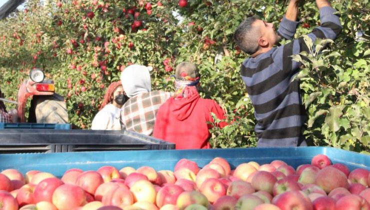 Türkiye’nin En Büyük Elma Bahçesinde Son Hasat Yapıldı