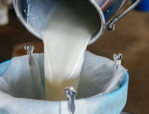 Çiğ Süt Prim Destekleri Ödeniyor