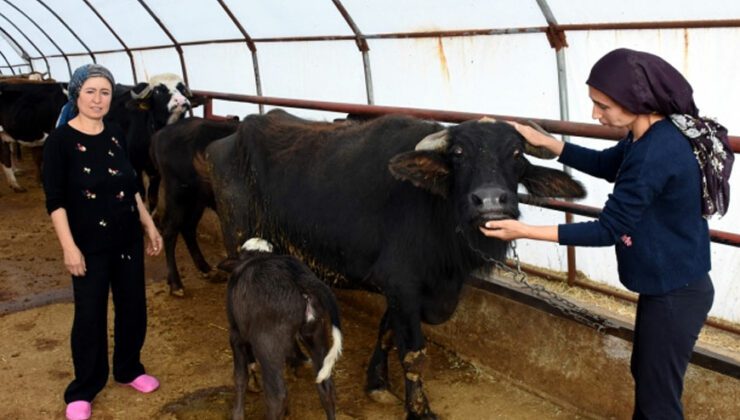 Üniversite Mezunu Kız Kardeşler Devlet Desteğiyle Hayvancılığa Başladı