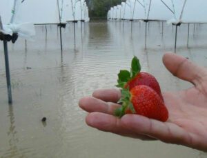 Yağmurla Gelen Sel, 55 Dekar Çilek Serasını Göle Çevirdi
