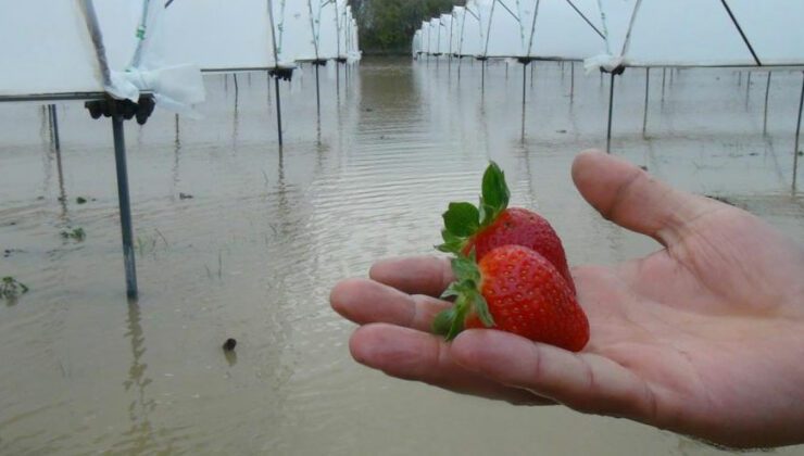 Yağmurla Gelen Sel, 55 Dekar Çilek Serasını Göle Çevirdi