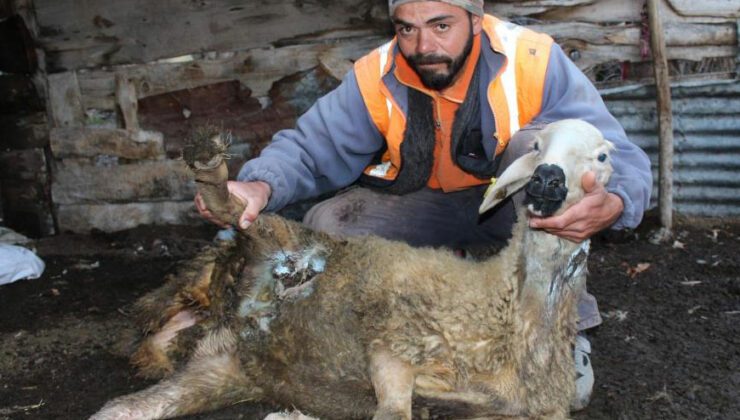 Ağıldan Kaçan Sürüye Ayılar Ve Kurtlar Saldırdı, Onlarca Hayvan Telef Oldu