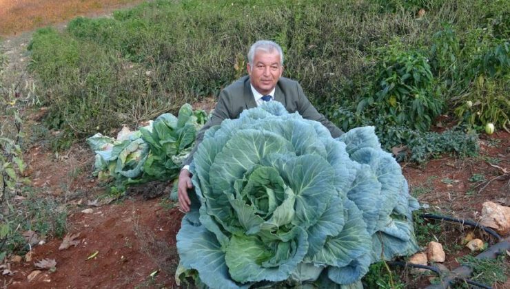 Dev Lahanalar Görenleri Şaşırtıyor