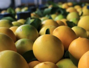 Limonun Kilosu Halde 25 Kuruşa Düştü