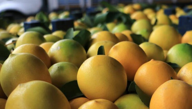 Limonun Kilosu Halde 25 Kuruşa Düştü