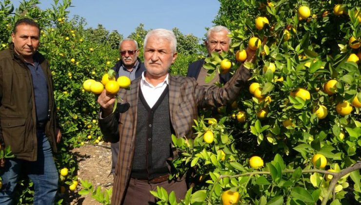 ‘Limon Kooperatif Marketlerinde Satılsın’ Çağrısı