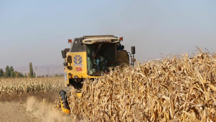 Hasadı Başlayan Tane Mısırda Kuraklık Nedeniyle Rekolte Düştü