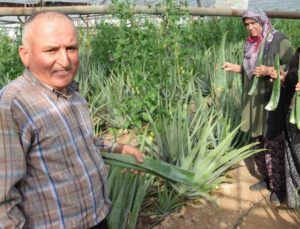 Sebzeden Yeterli Parayı Kazanamayınca Serasında Aloe Veraya Yöneldi