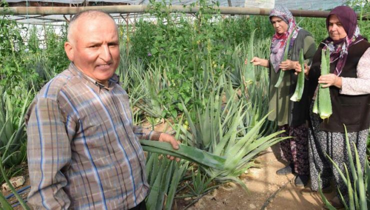 Sebzeden Yeterli Parayı Kazanamayınca Serasında Aloe Veraya Yöneldi