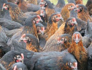 Kadınlar Tavuk Besleyip Yumurta Satarak Ev Ekonomisine Katkı Sağlayacak