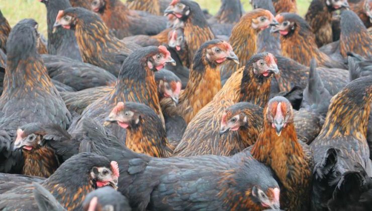 Kadınlar Tavuk Besleyip Yumurta Satarak Ev Ekonomisine Katkı Sağlayacak