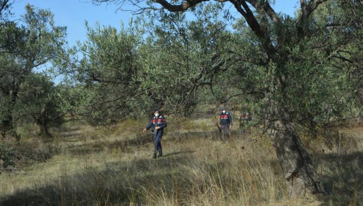 Zeytin Hırsızlıklarına Karşı Tarlada 7/24 Denetim