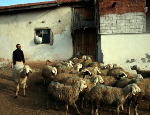 İnşaatlarda Çalışarak Aldığı 43 Koyundan 17’Si Telef Oldu