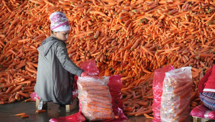 60 Bin Tonun Üzerinde Rekolte Bekleniyor